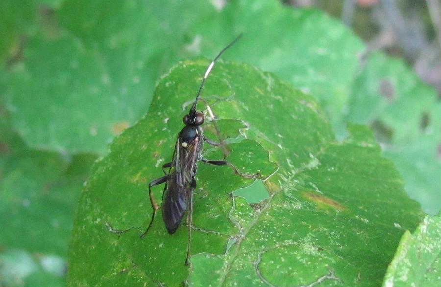 Icneumonidae